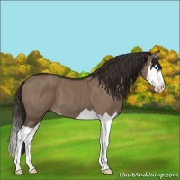 Horse Color:Liver Red Dun Splash 