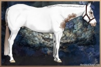 Horse Color:White Spotted Liver Chestnut Splash Tobiano Frame Appaloosa Rabicano