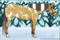 Horse Color:White Spotted Buckskin