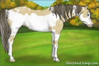 Horse Color:White Spotted Buckskin Splash Frame 