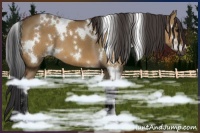Horse Color:White Spotted Bay Dun
