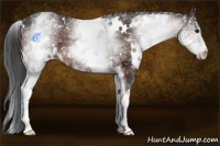 Horse Color:White Spotted Bay Varnish