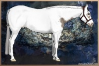 Horse Color:Buckskin Roan Splash Tobiano Frame 