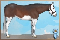 Horse Color:Brown Roan Sabino Splash 