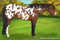 Horse Color:Bay Appaloosa 