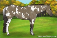 Horse Color:White Spotted Smoky Grullo