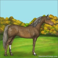 Horse Color:Chocolate Palomino 