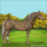 Horse Color:Chocolate Palomino 