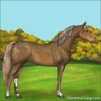 Horse Color:Chocolate Palomino 