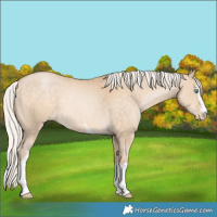 Horse Color:White Spotted Silver Buckskin Pearl 