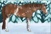 Horse Color:White Spotted Liver Chestnut 
