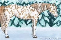 Horse Color:Chocolate Palomino Roan Splash Appaloosa 