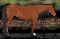 Horse Color:Brown 
