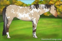 Horse Color:White Spotted Bay Dun Rabicano 