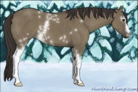 Horse Color:White Spotted Smoky Grullo 