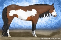Horse Color:Bay Frame 