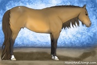 Horse Color:Buckskin Appaloosa