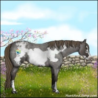 Horse Color:Smoky Blue Roan Frame Appaloosa 