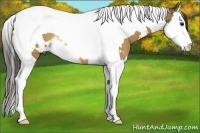 Horse Color:White Spotted Buckskin Splash Tobiano Rabicano