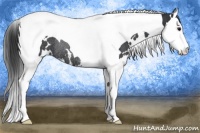 Horse Color:White Spotted Black Splash Tobiano Appaloosa Rabicano