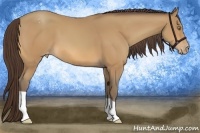 Horse Color:Amber Champagne Appaloosa 