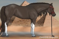 Horse Color:Liver Chestnut Sabino Tobiano 