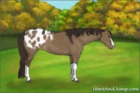 Horse Color:Liver Red Dun Appaloosa 