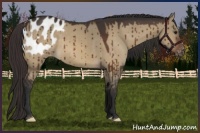 Horse Color:Bay Dun Appaloosa Brindle 