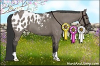 Horse Color:Grullo Appaloosa Brindle