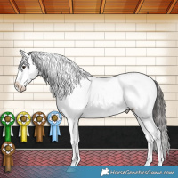 Horse Color:Liver Red Dun Appaloosa Brindle 
