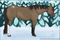 Horse Color:Liver Red Dun Appaloosa Brindle