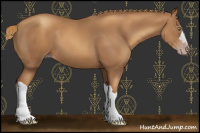 Horse Color:Gray Gold Champagne 