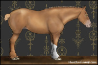 Horse Color:Gray Gold Champagne 