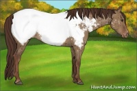 Horse Color:Liver Red Dun Appaloosa 