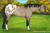 Horse Color:Brown Dun Appaloosa Brindle 