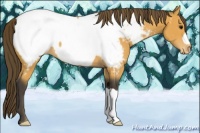 Horse Color:Buckskin Appaloosa