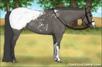 Horse Color:Grullo Snowcap Brindle 