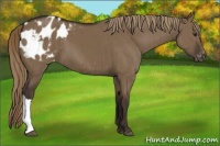 Horse Color:Liver Red Dun Appaloosa Brindle