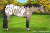 Horse Color:Brown Dun Blanket Brindle 
