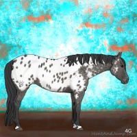 Horse Color:Grullo Appaloosa 