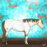 Horse Color:Buckskin Dun Appaloosa Brindle 