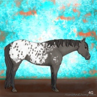 Horse Color:Grullo Appaloosa Brindle 