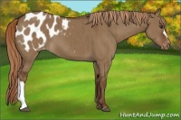 Horse Color:Liver Red Dun Appaloosa Brindle
