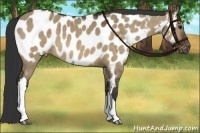 Horse Color:Brown Dun Appaloosa Brindle 