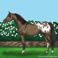 Horse Color:Liver Red Dun Blanket Brindle 