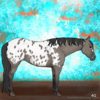 Horse Color:Grullo Appaloosa Brindle 