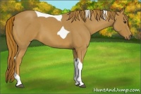 Horse Color:Red Roan Tobiano 