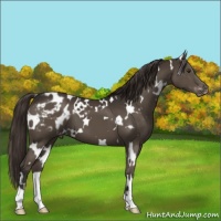 Horse Color:White Spotted Liver Chestnut Varnish 