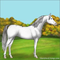 Horse Color:Liver Chestnut Sabino Splash Appaloosa