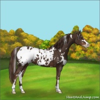 Horse Color:White Spotted Liver Chestnut Sabino Blanket
